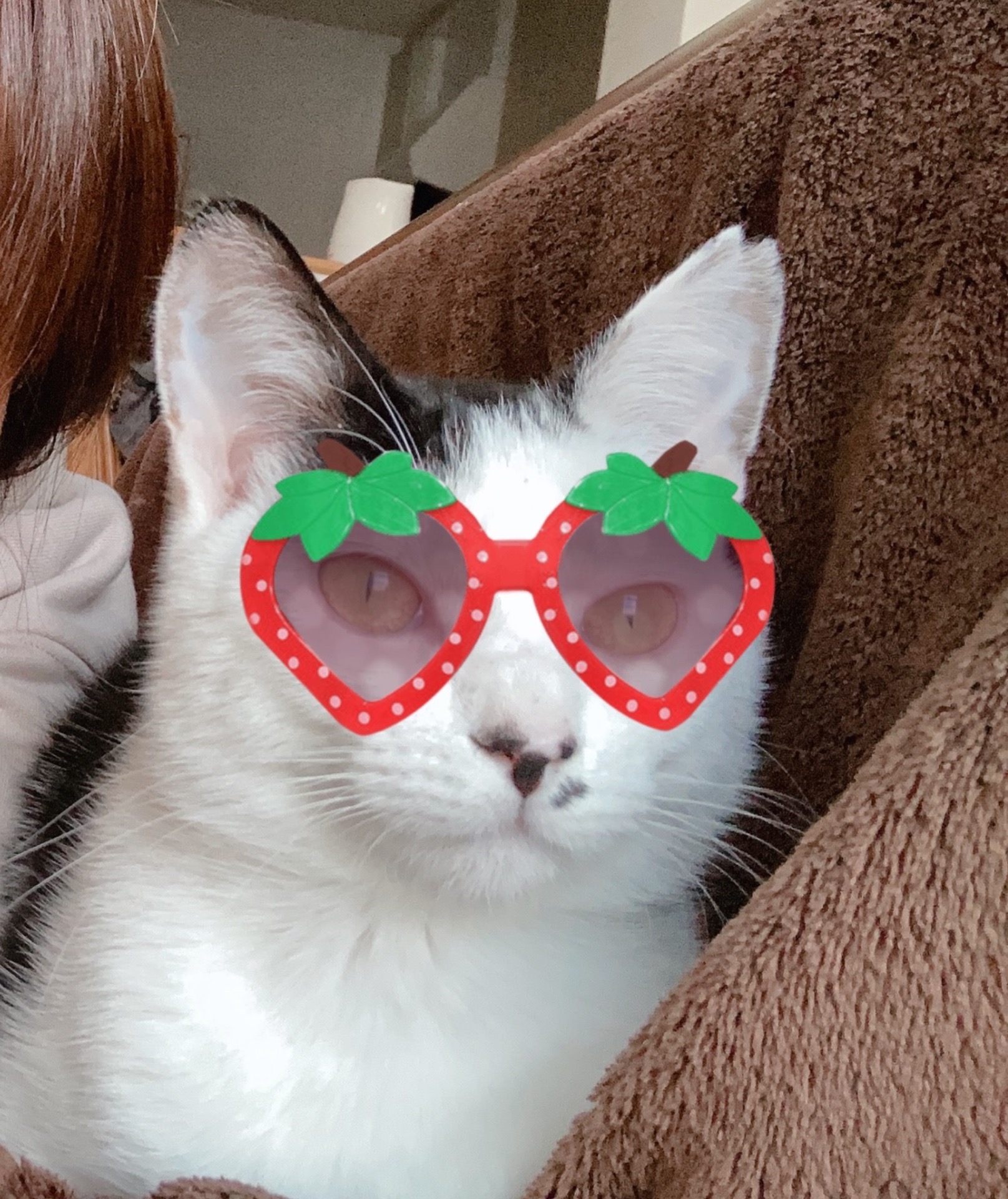 愛猫：ごま助