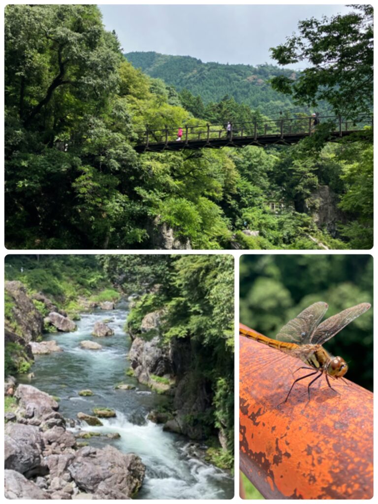 奥多摩の渓谷にかかる木製の吊り橋と、渓流沿いの自然風景。赤とんぼが夏の終わりを告げるように欄干にとまっている。