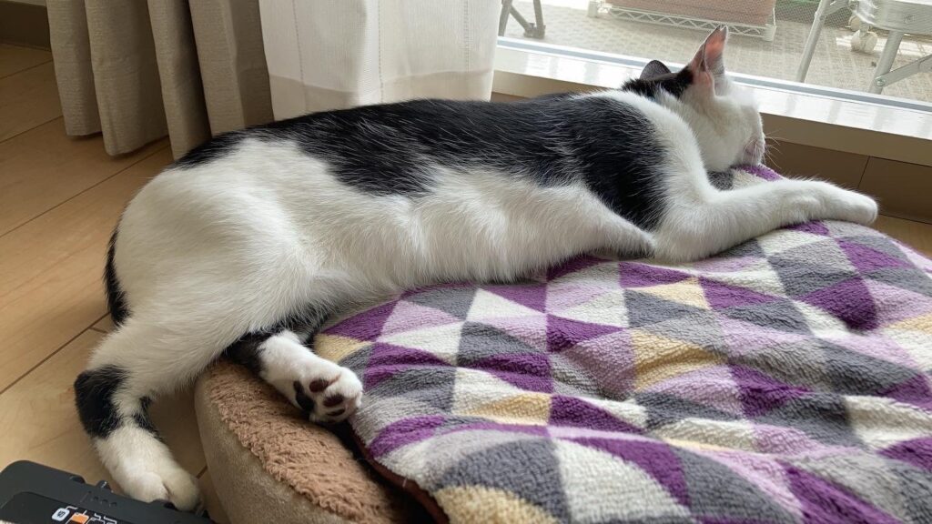 のんびりする愛猫ごま助