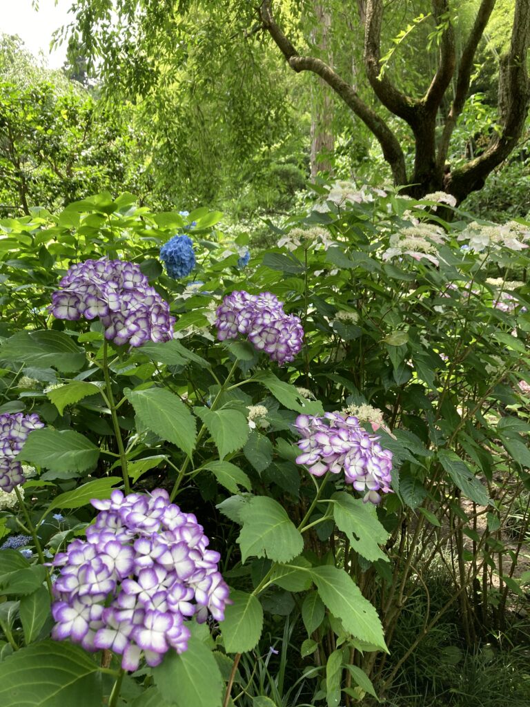 紫陽花