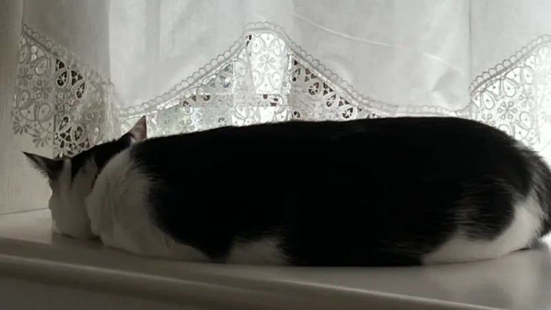 おやつをもらえず窓際で寝る猫ごまちゃん