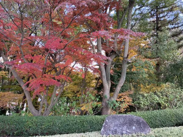 松戸 戸定邸 冬の庭園