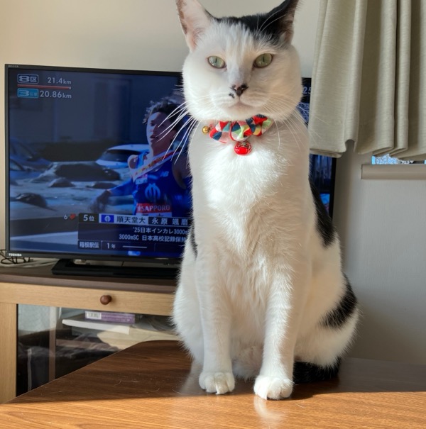 テレビの前のごま助