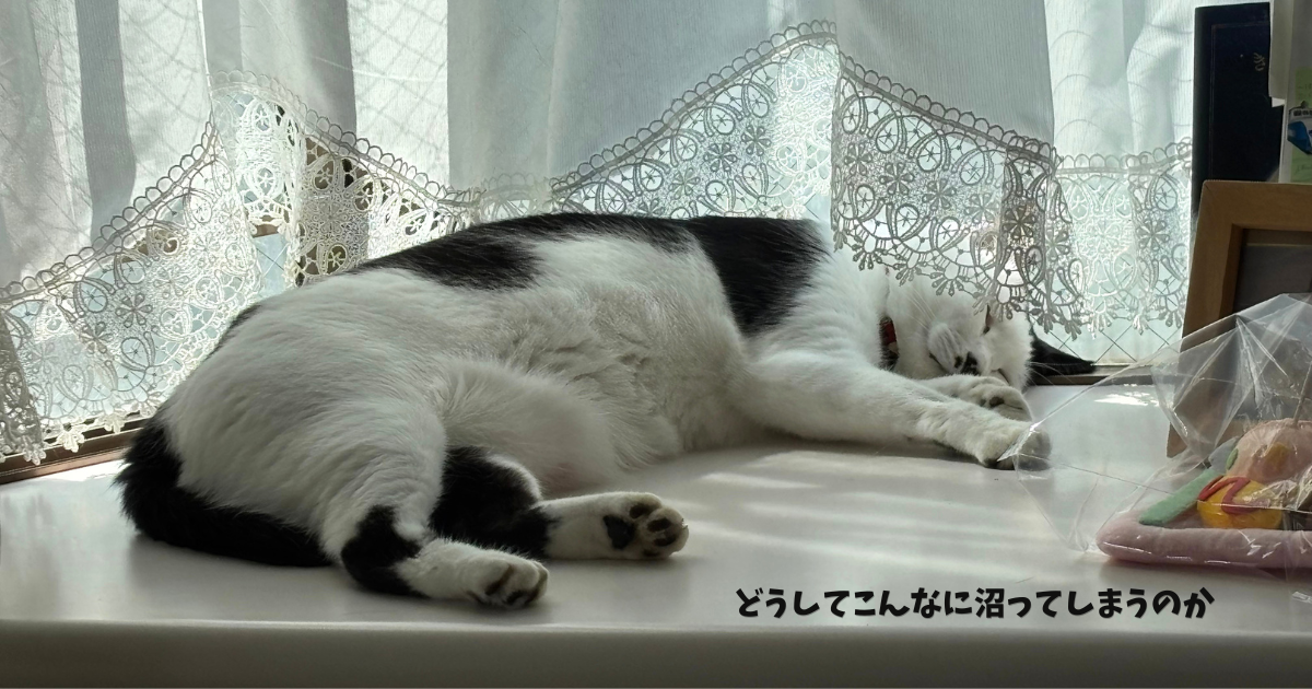 昼寝するごま助